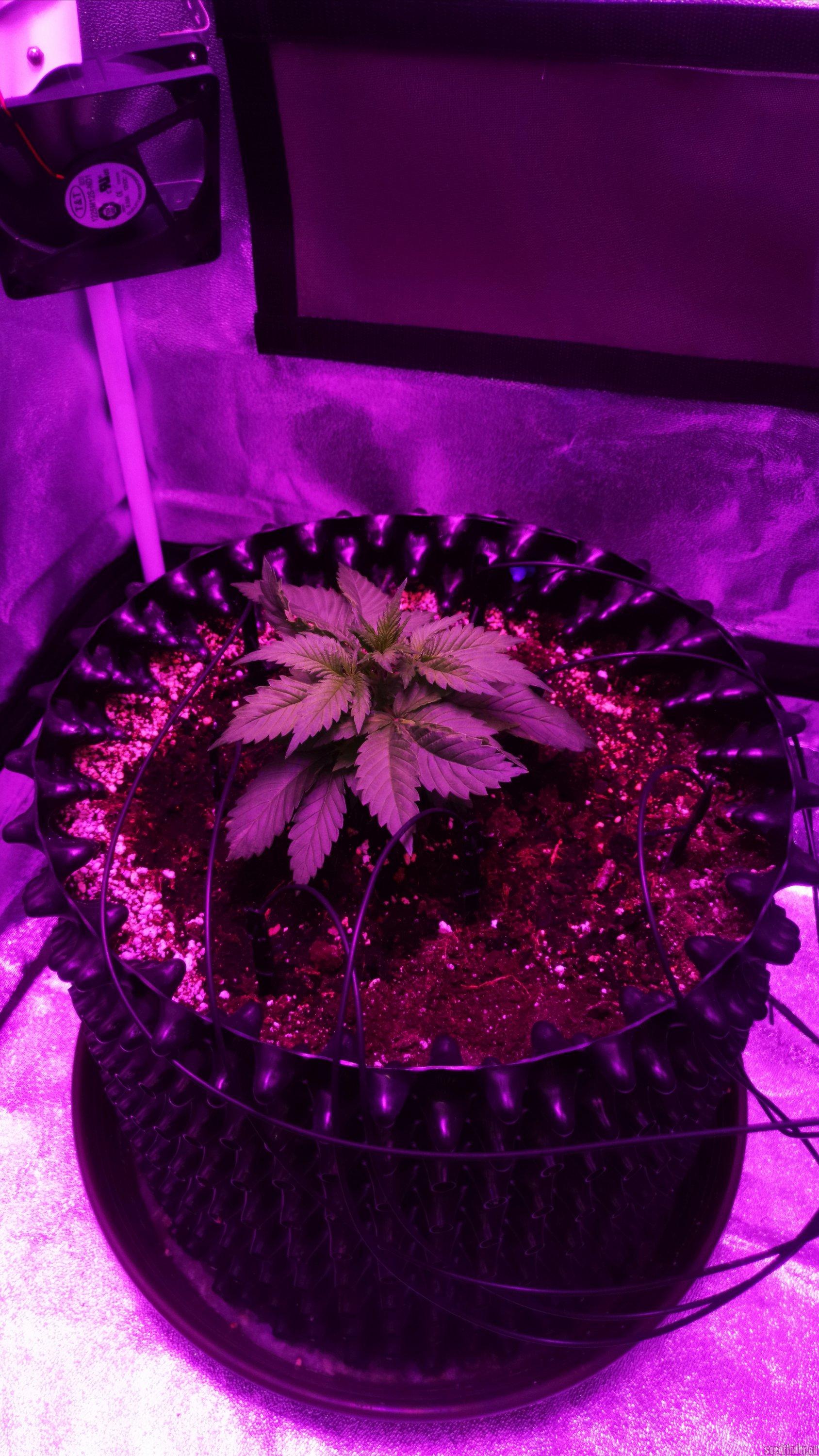 Royal Gorilla Auto