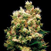 Royal Kush