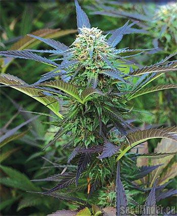 Royal Purple Kush