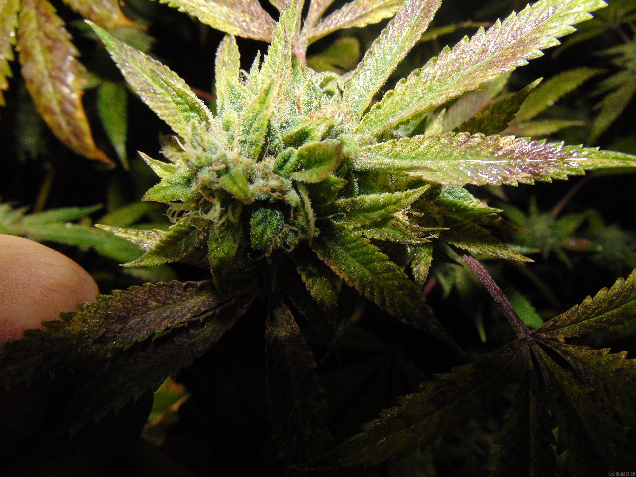 Rug Burn OG