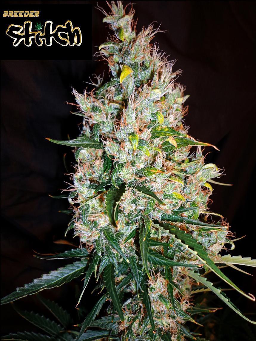 Russian Haze Auto