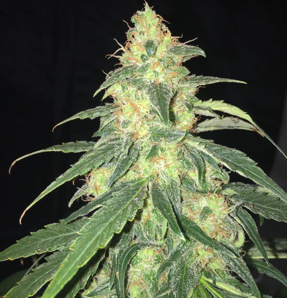 S.A.G.E. CBD