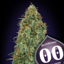 SALE - Blueberry - Nirvana Seeds