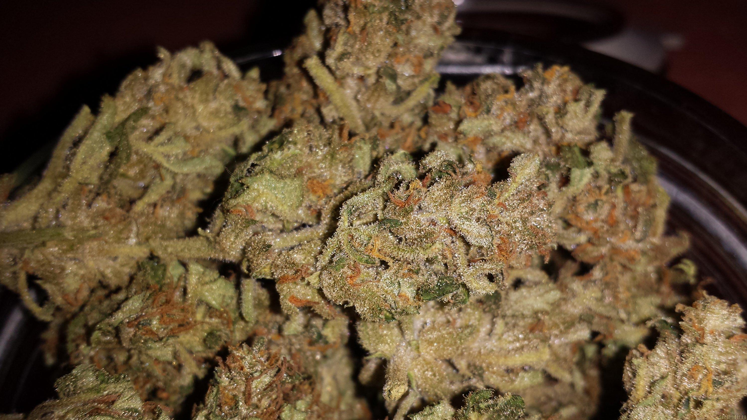 SALE - White Widow Auto -