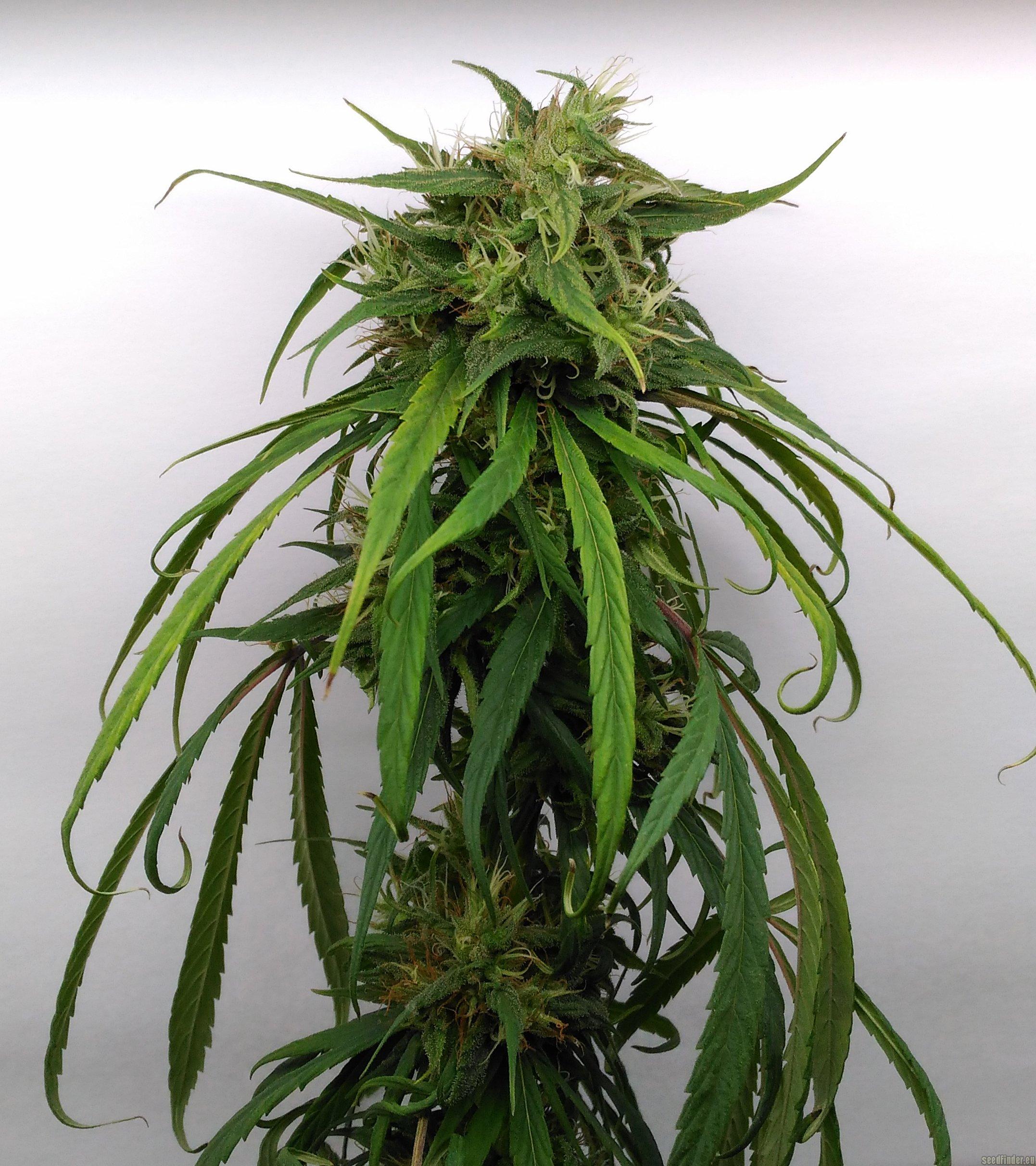 Santa Marta Haze Auto