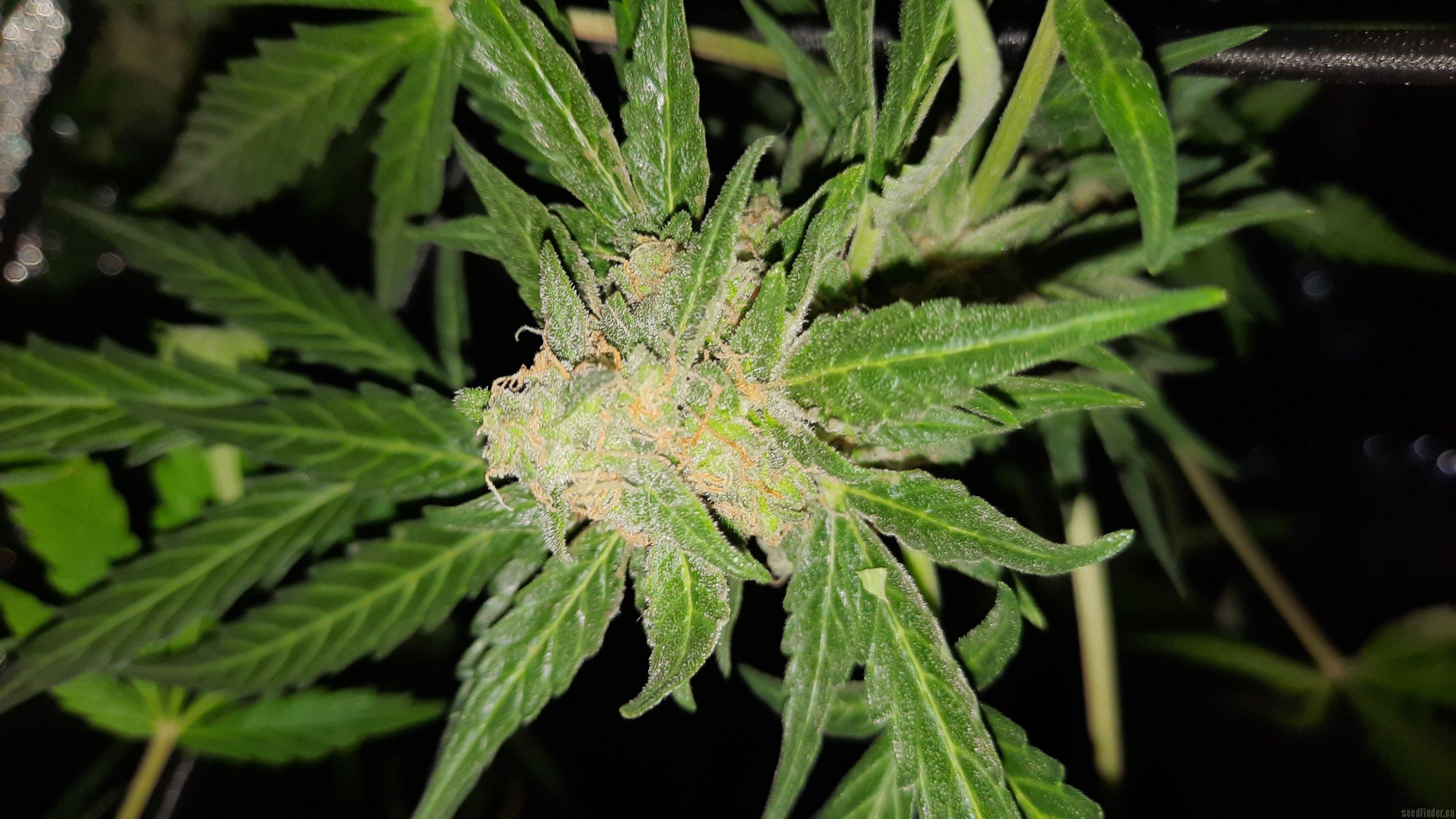Sensi Amnesia Automatic