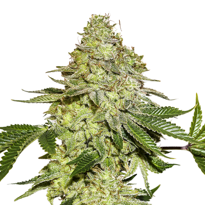 Sherbet Auto