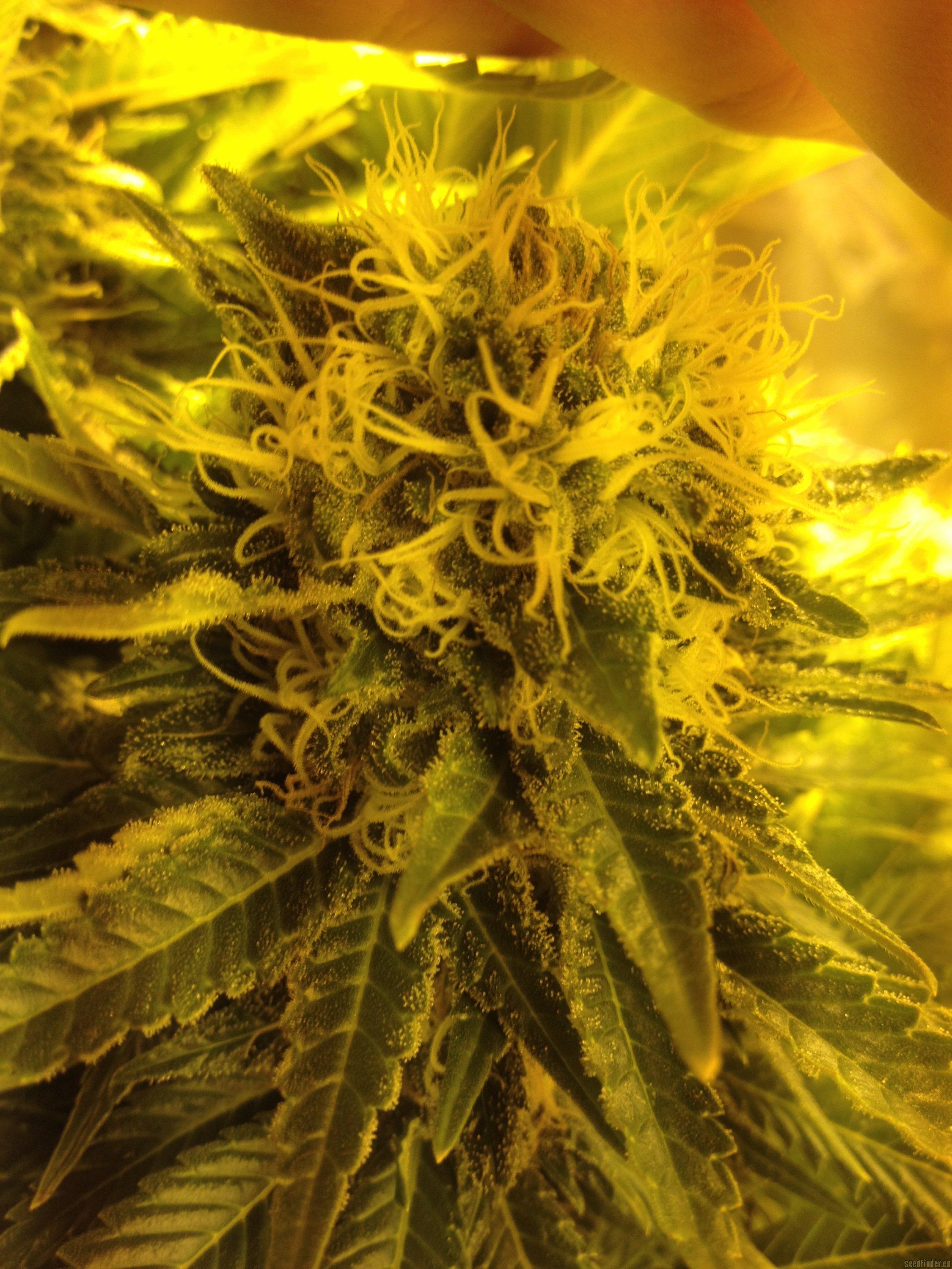 Shining Silver Haze