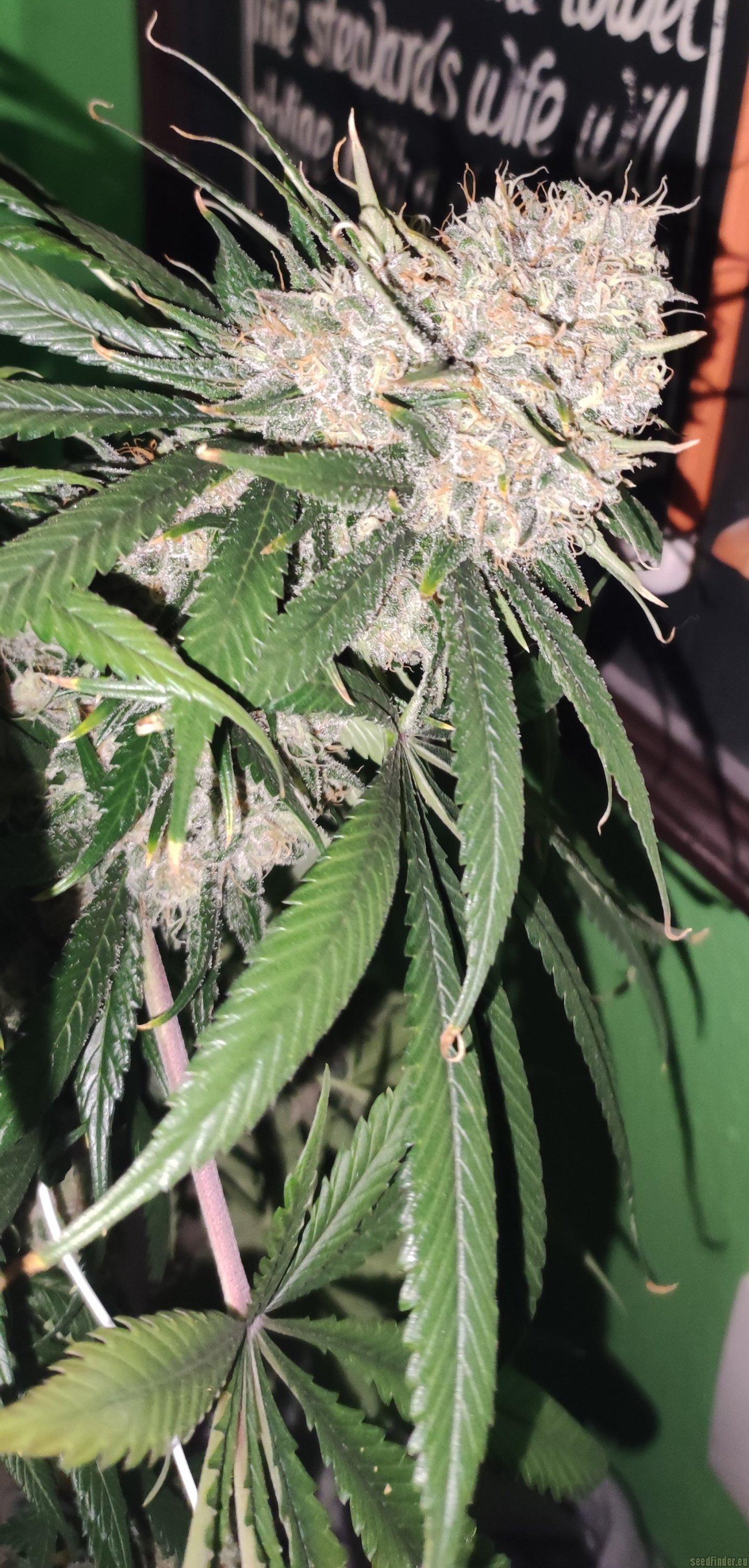 Shiskaberry