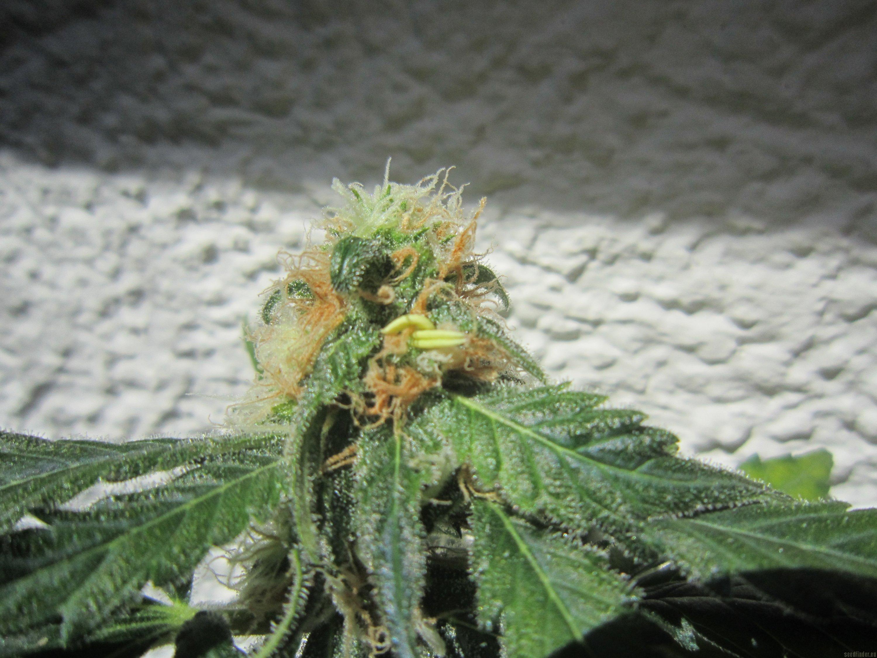 Shiva Skunk Auto