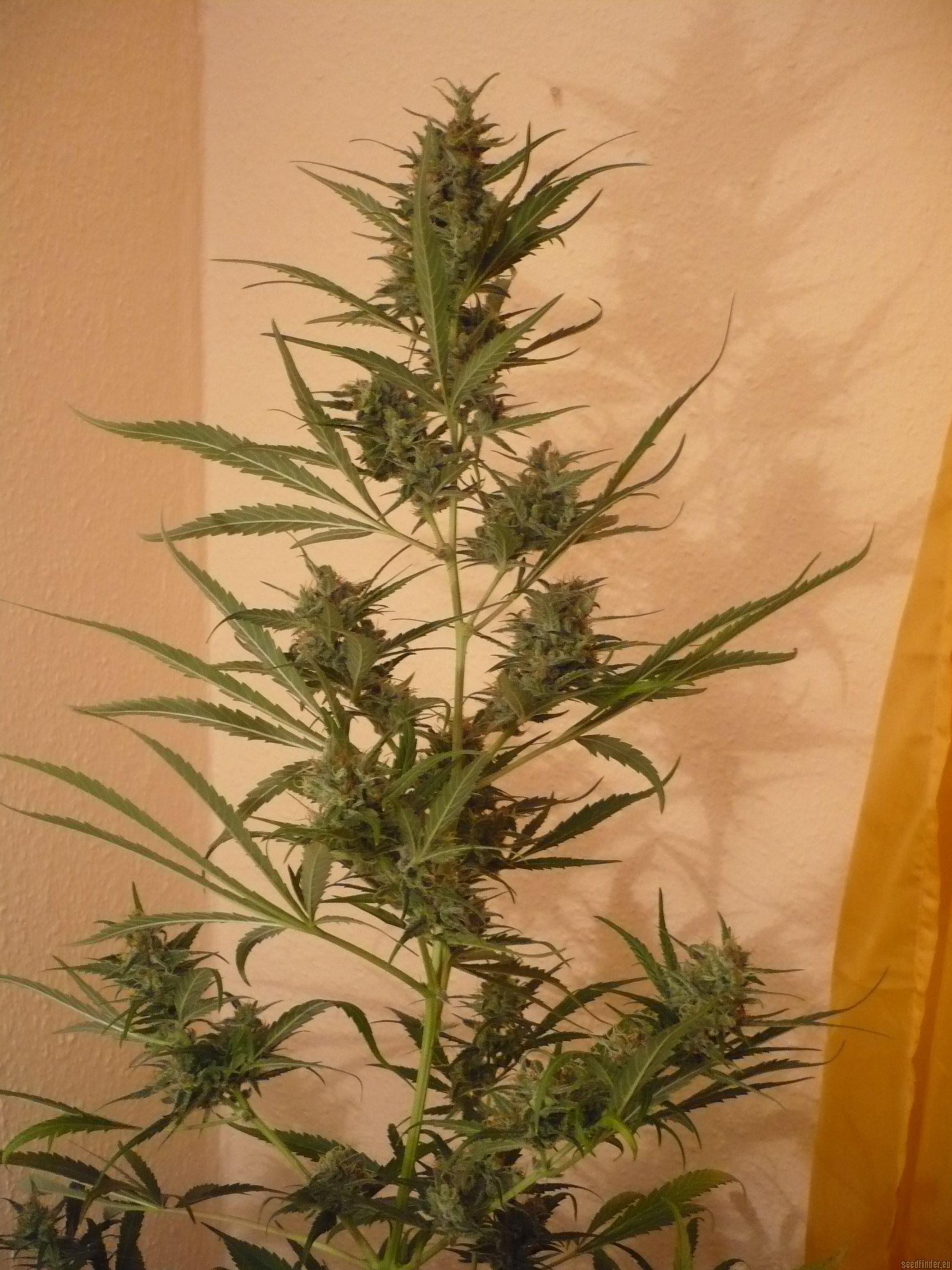 Silver Haze #9