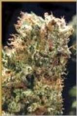 Skunk #1