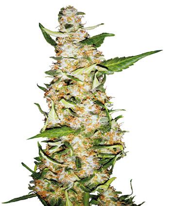Skunk #1 Automatic