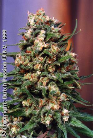 Skunk #11