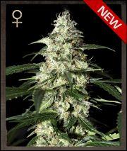Skunk Autoflowering