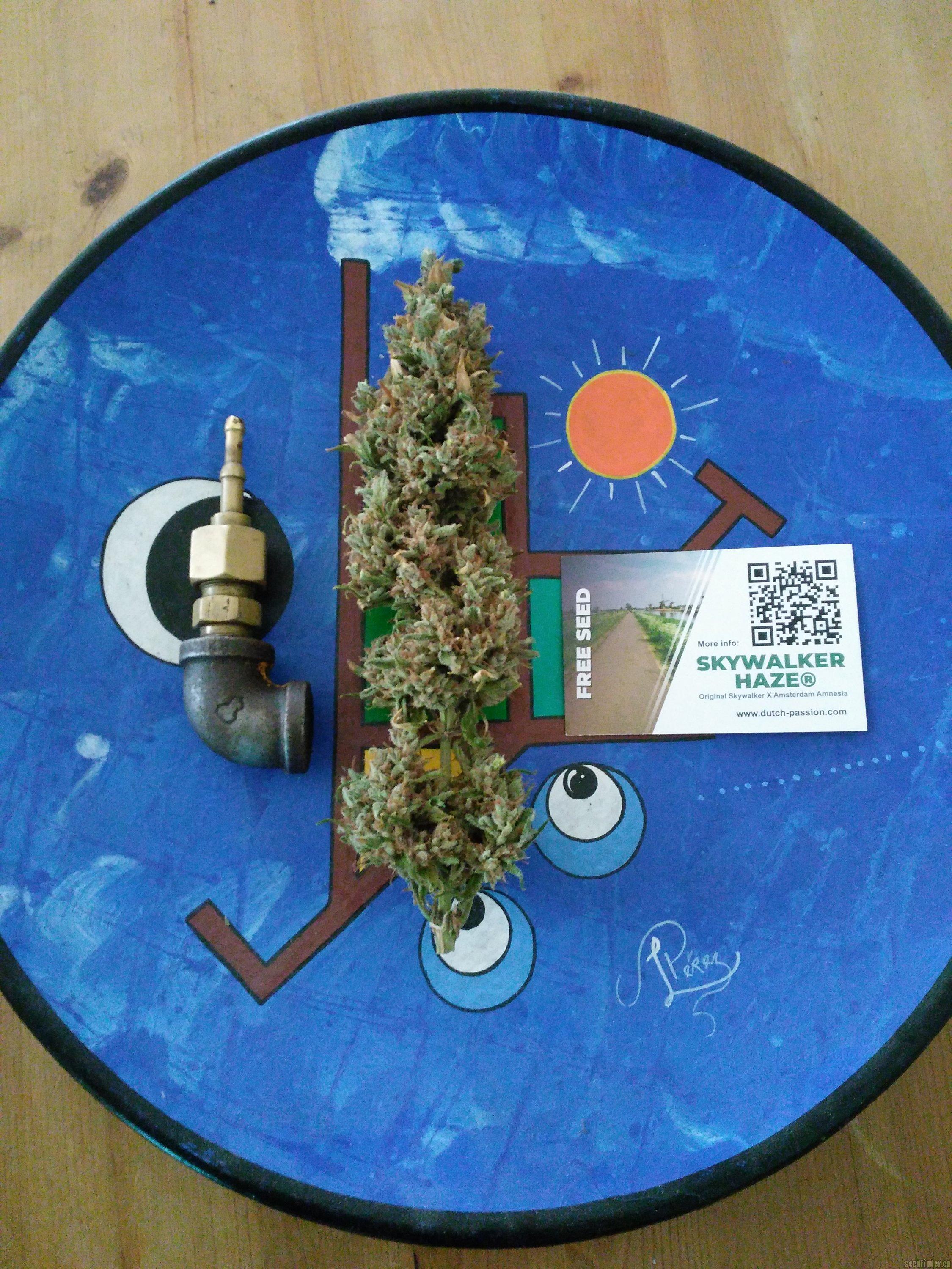 Skywalker Haze
