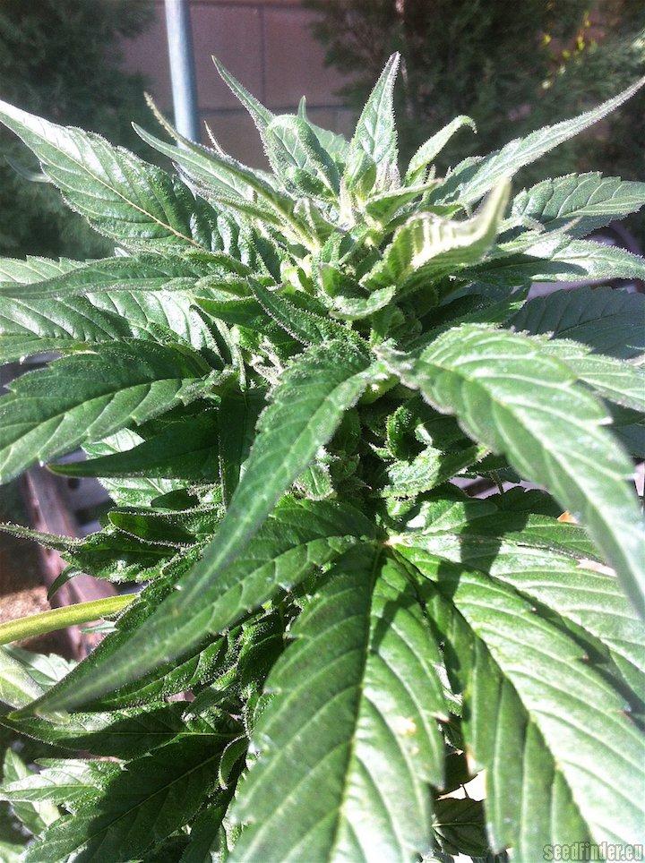 Skywalker Kush