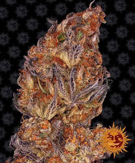 Skywalker OG Auto