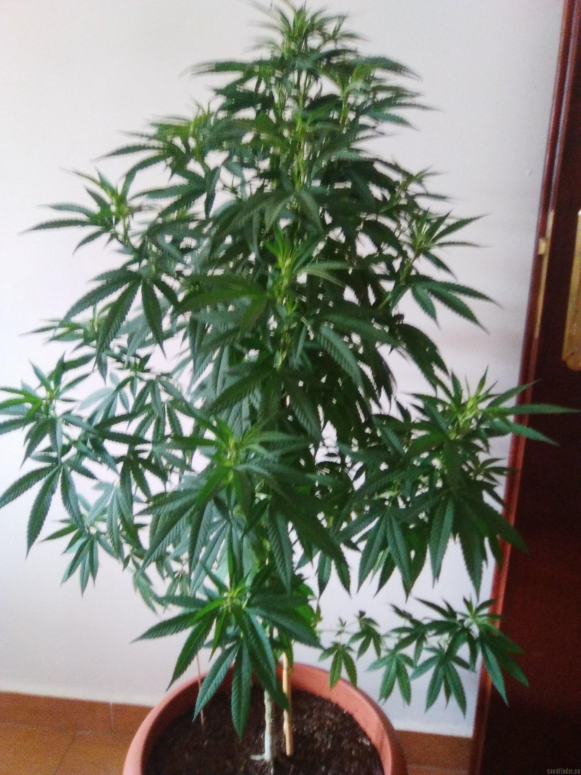 So G Kush
