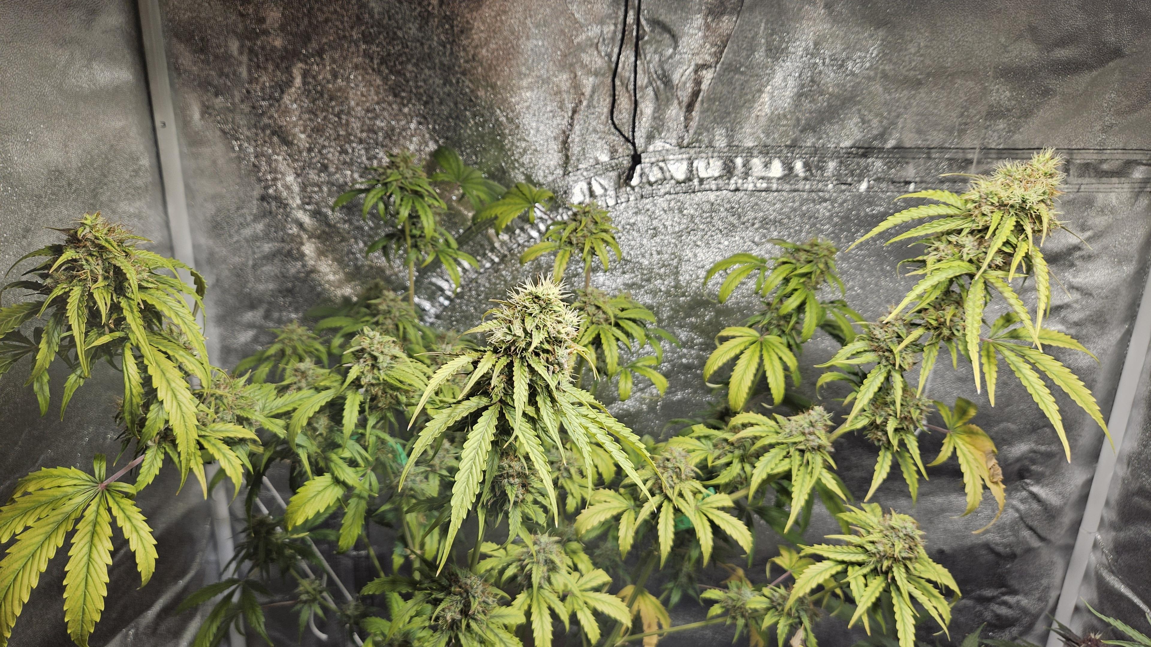 Solomatic CBD