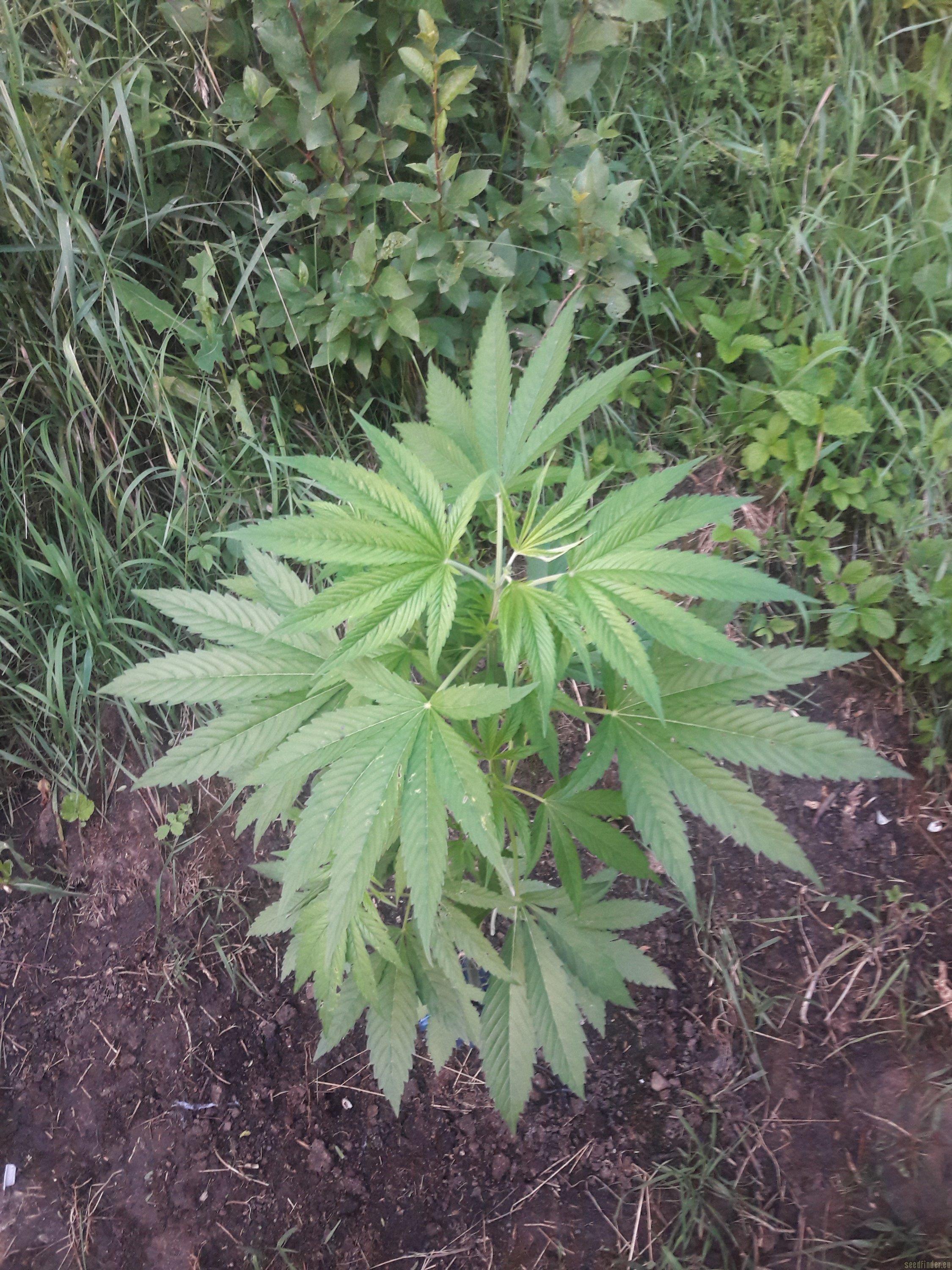 Somango XL