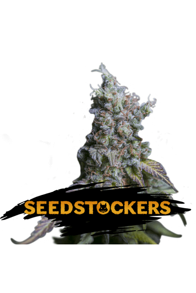 Sour Diesel Auto