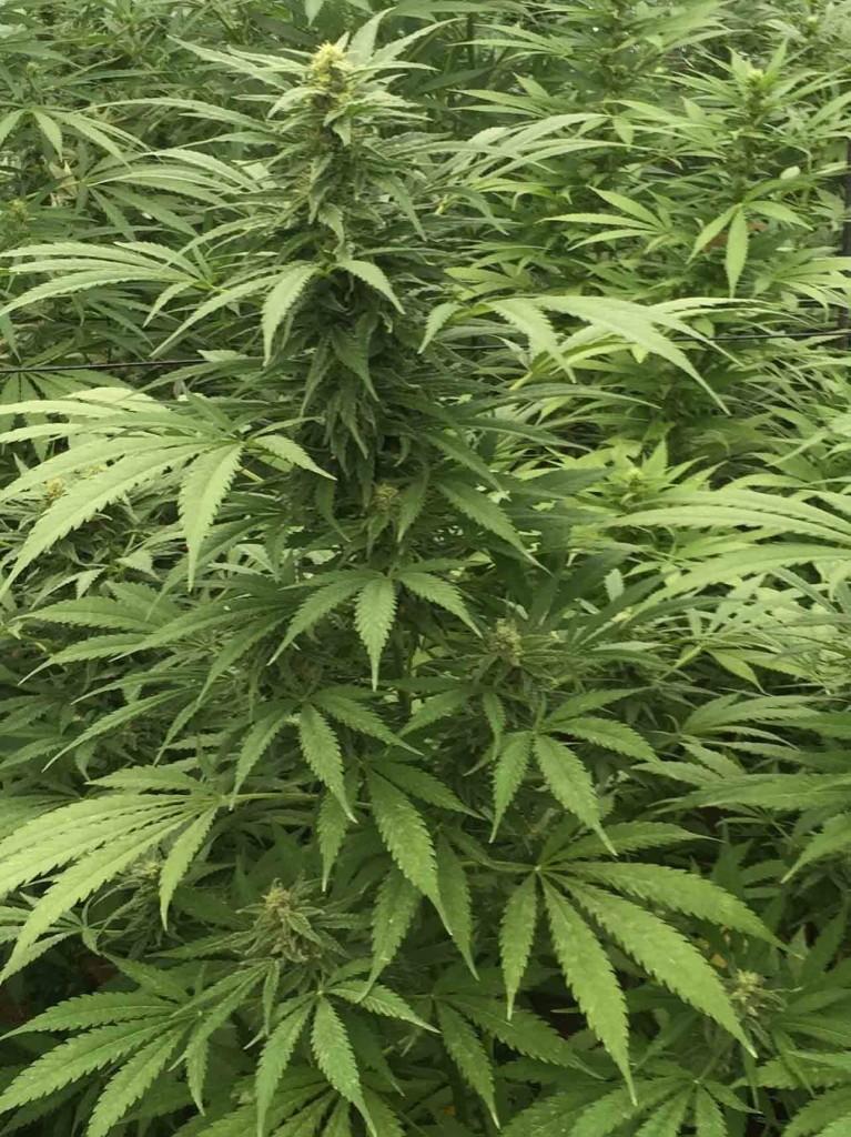 Sour Diesel x SCBDX