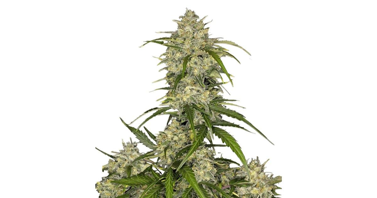 Sour Jealousy Auto