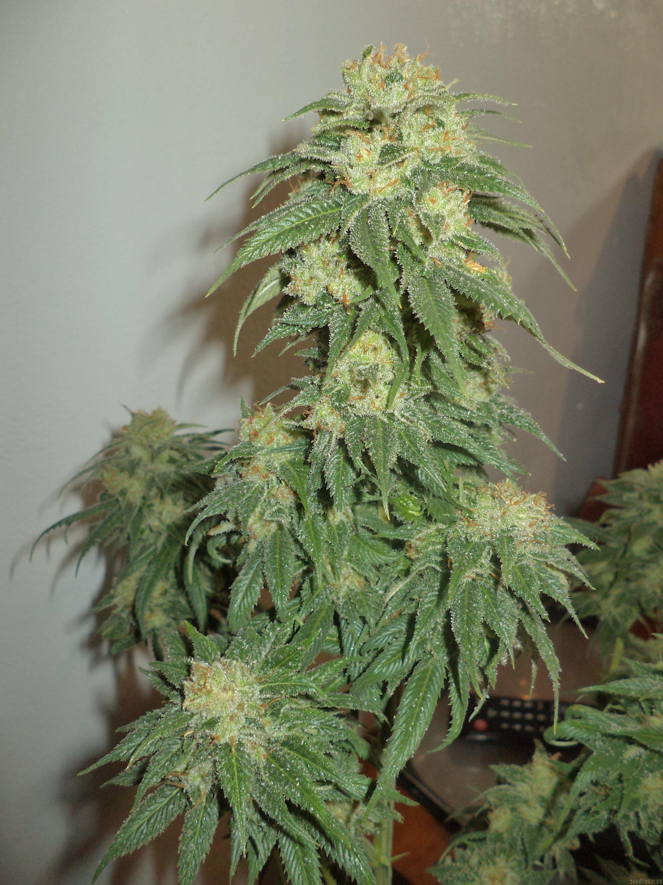 Sour Lemon OG