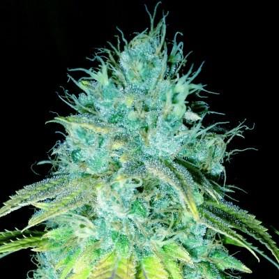 Sour Puss
