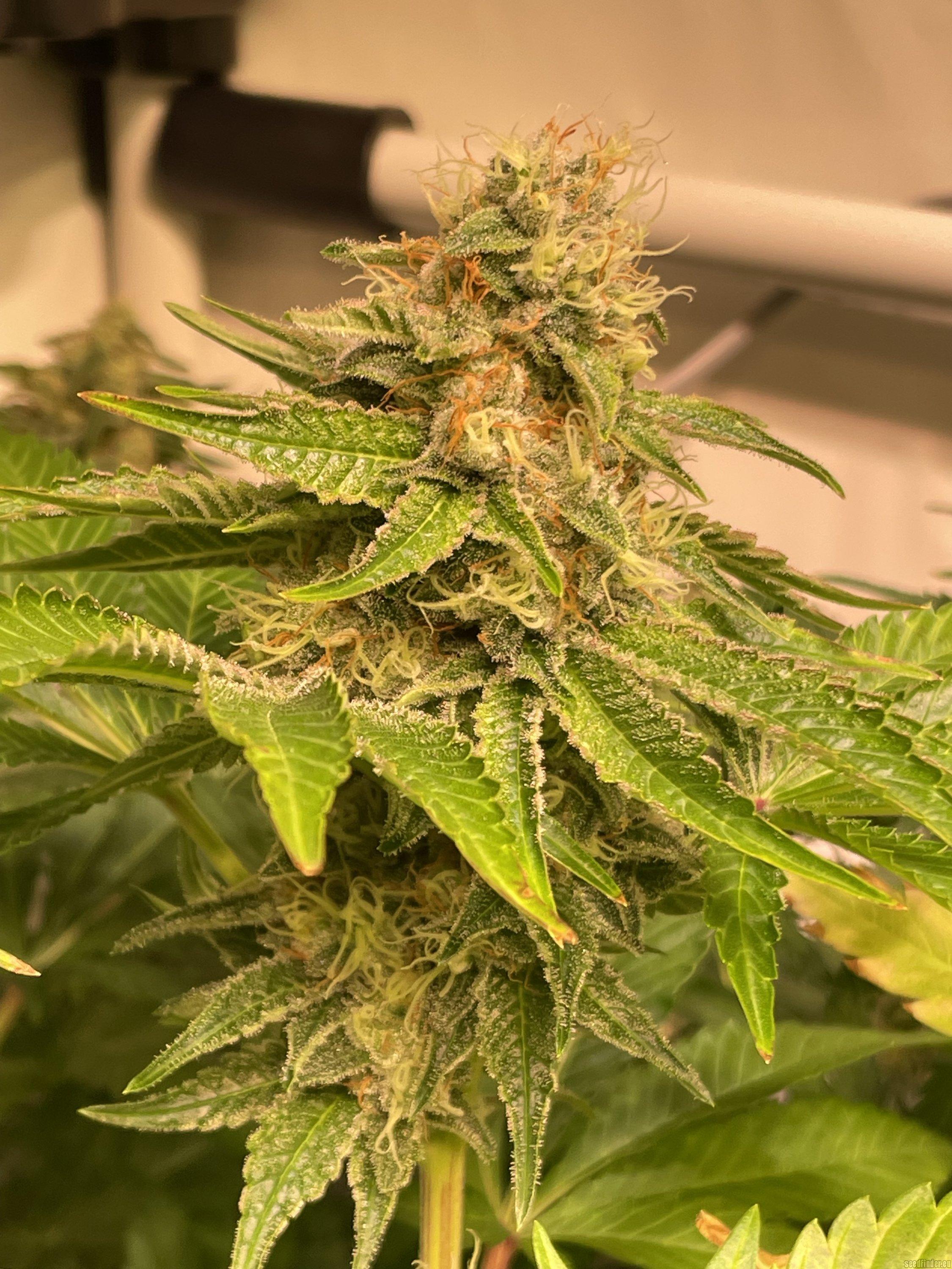 Sour Ripper