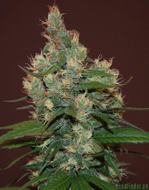 Sour Turbo Diesel