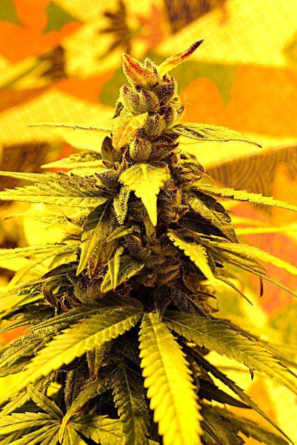 Southern Lights #7