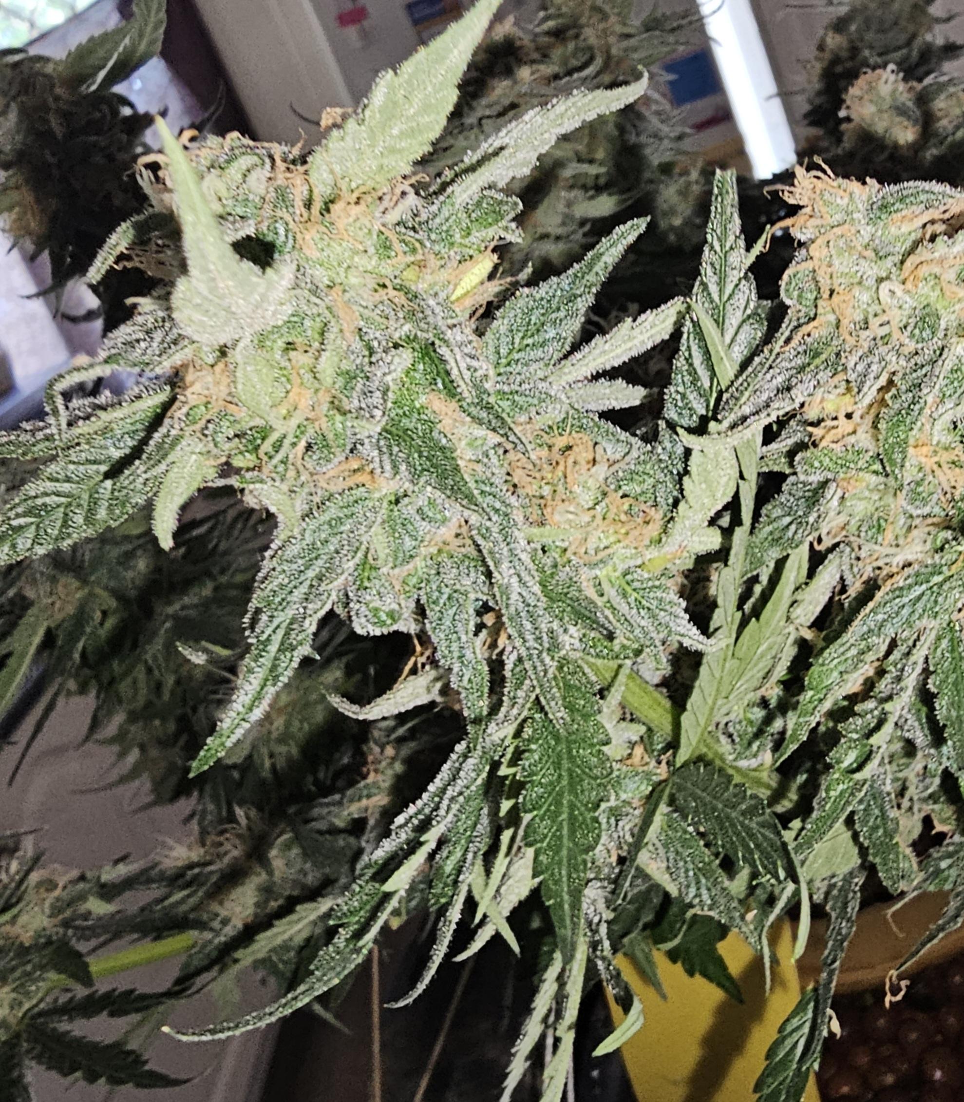Stardawg