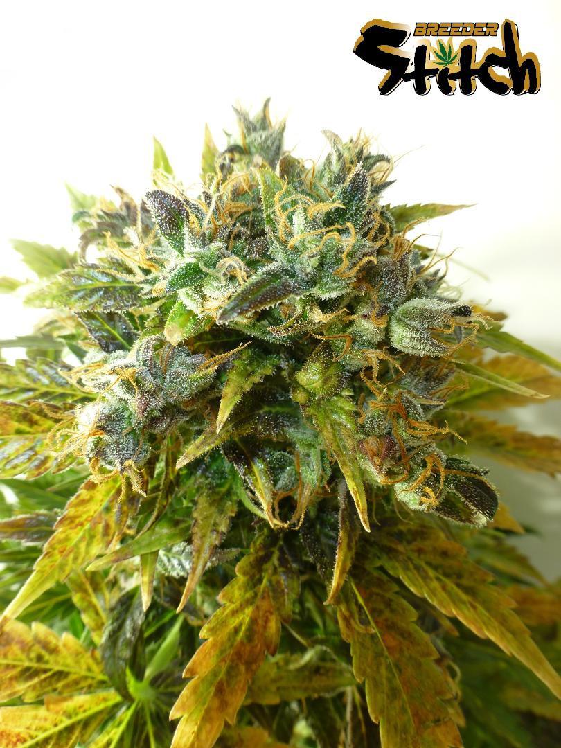 Stardust Auto
