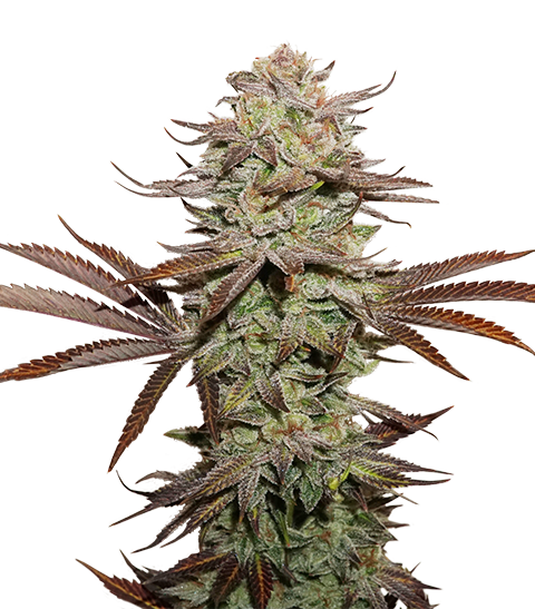Sticky Fingers Autoflower