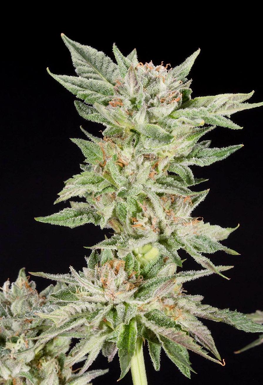 Strawberry Gelato Auto