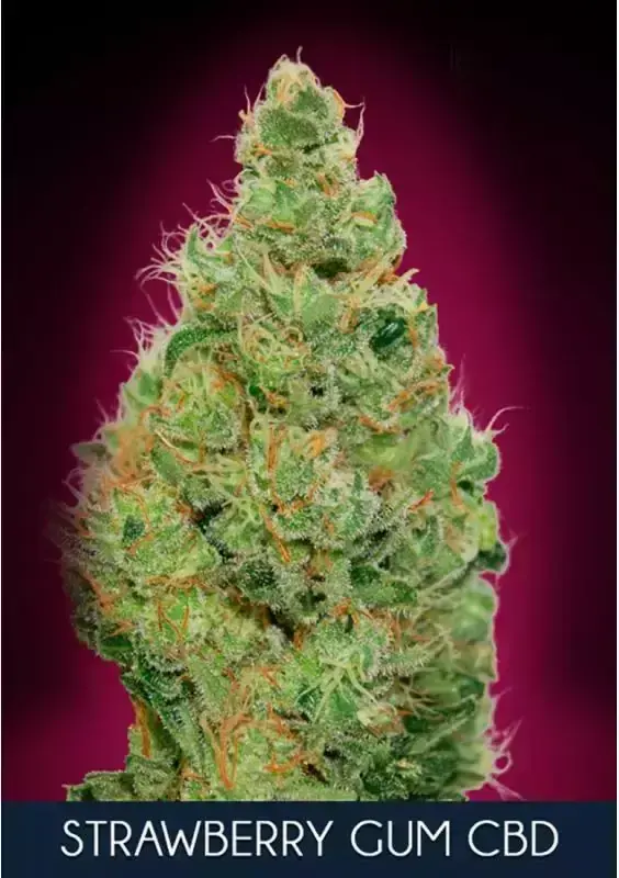 Strawberry Gum CBD