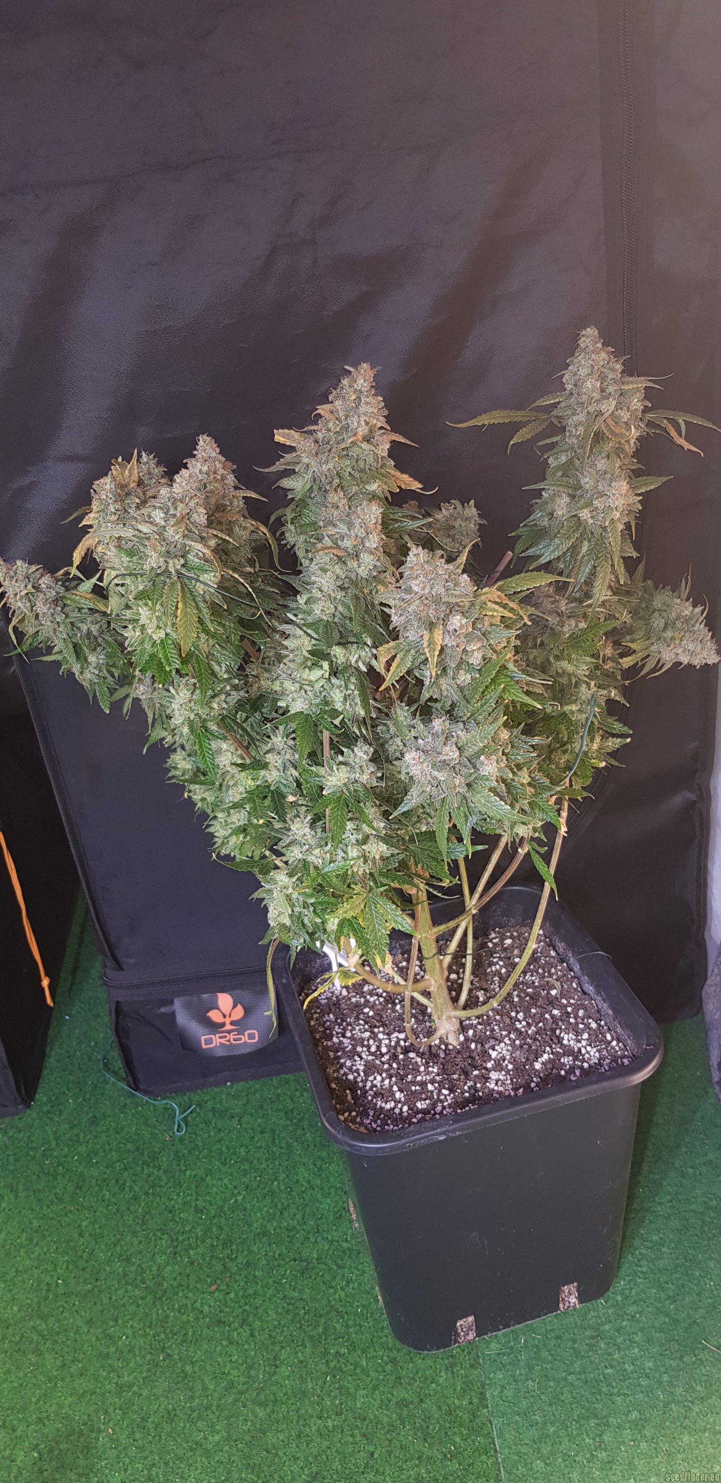 Strawberry Gum