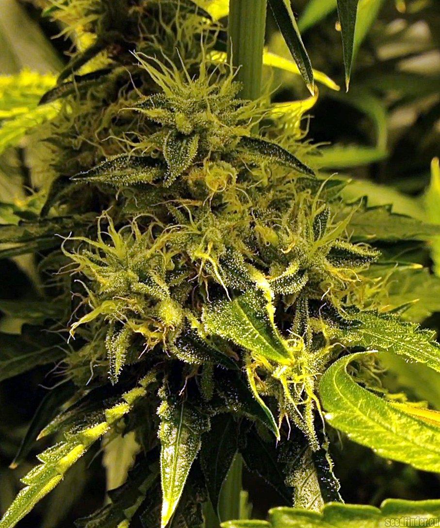 Strawberry OG