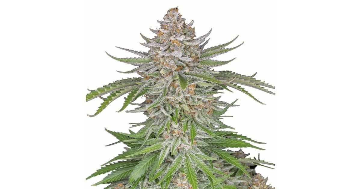 Strawberry Pie Auto