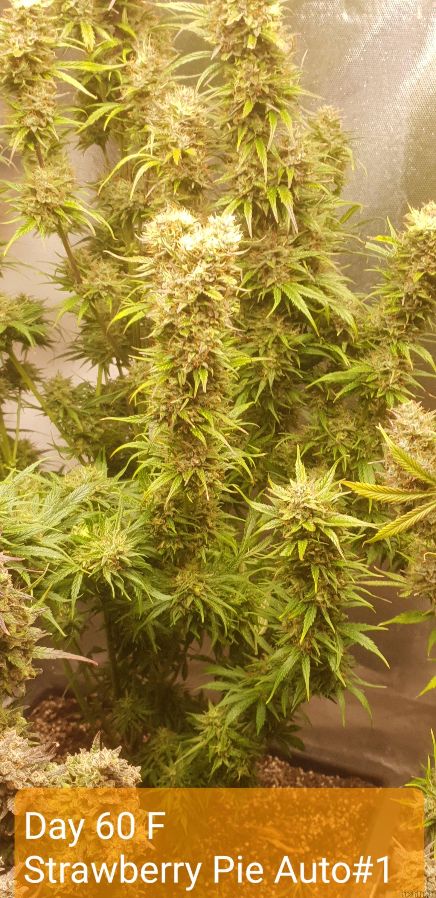 Strawberry Pie Auto