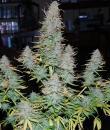 Strong Stuff Auto