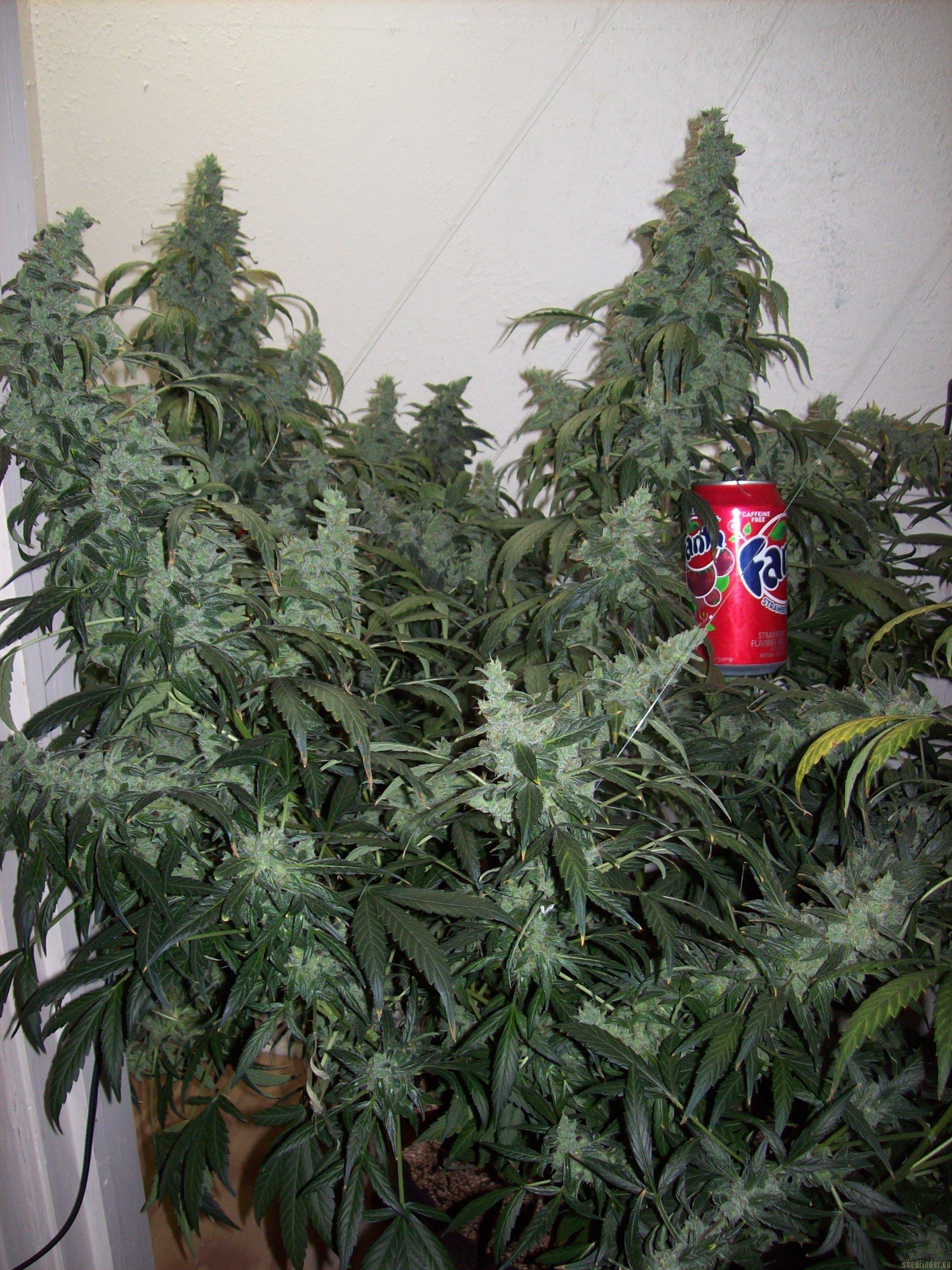 Sugar Black Rose Auto