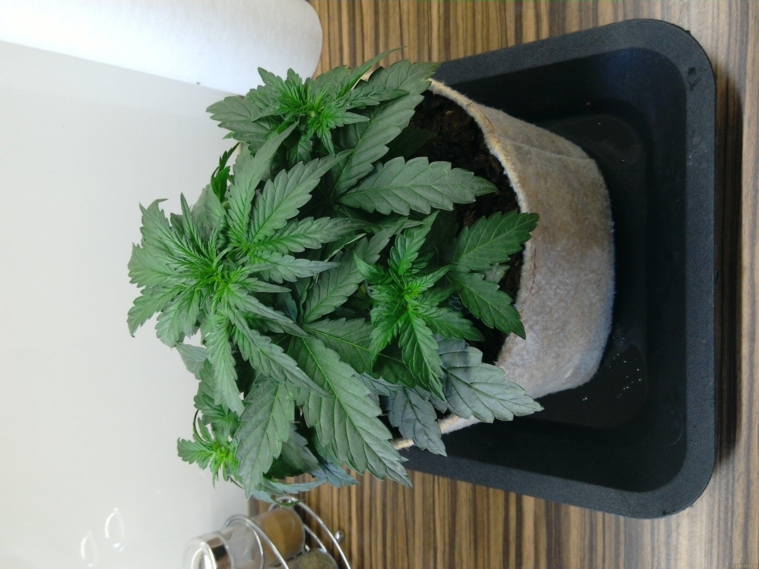 Super Bud Auto