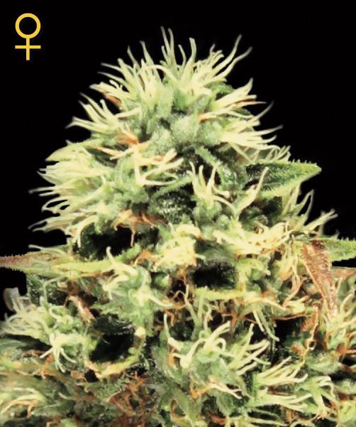 Super Bud