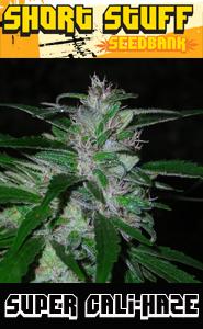 Super Cali-Haze