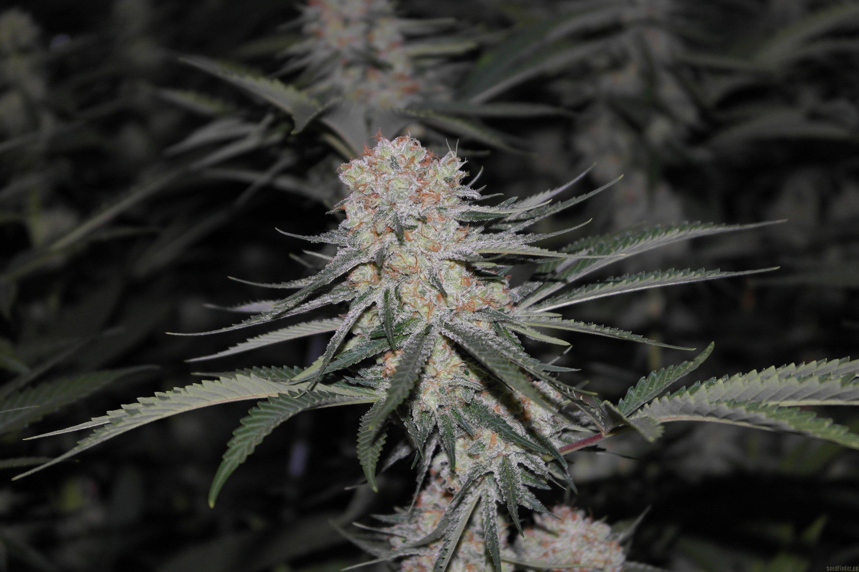Super Critical Auto-flowering