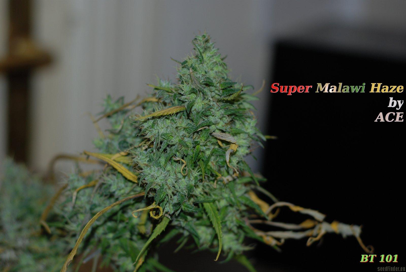 Super Malawi Haze