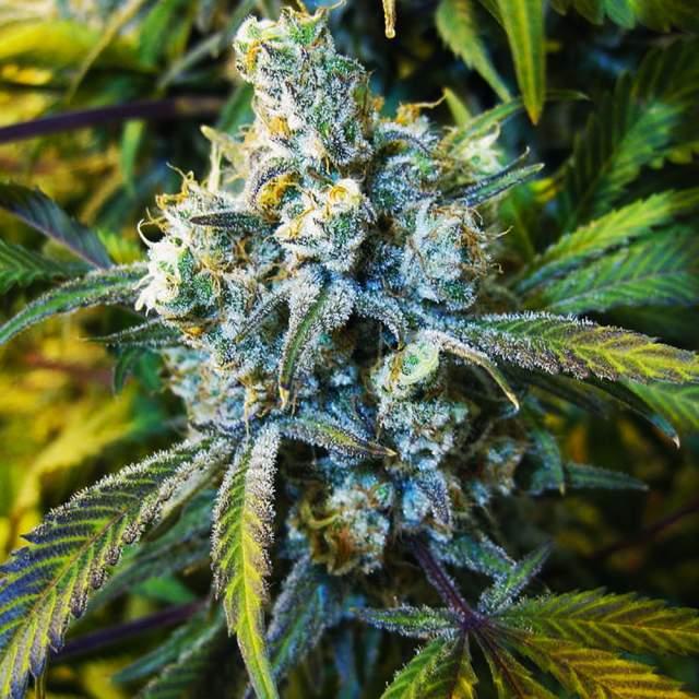 Super Silver Haze
